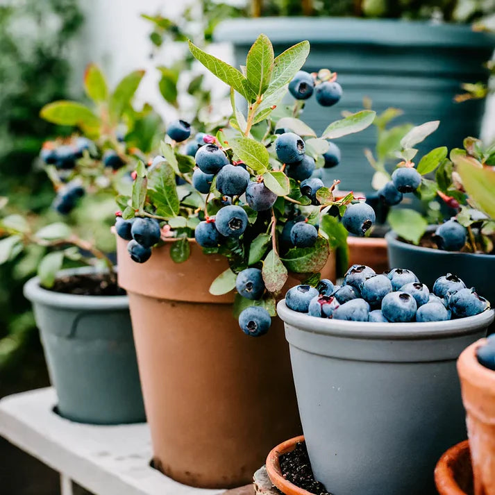 Giant Blueberry Fruit Seeds