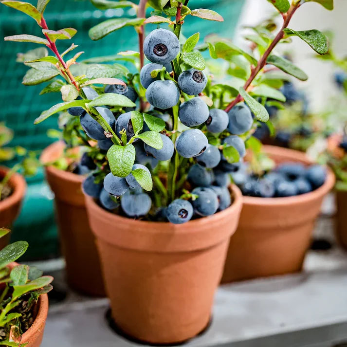 Giant Blueberry Fruit Seeds