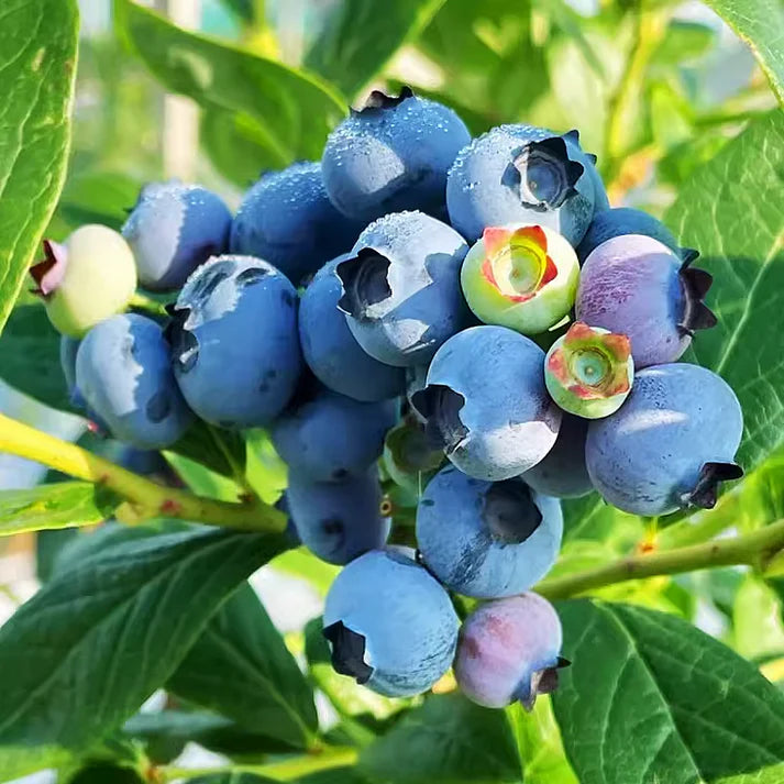 Giant Blueberry Fruit Seeds