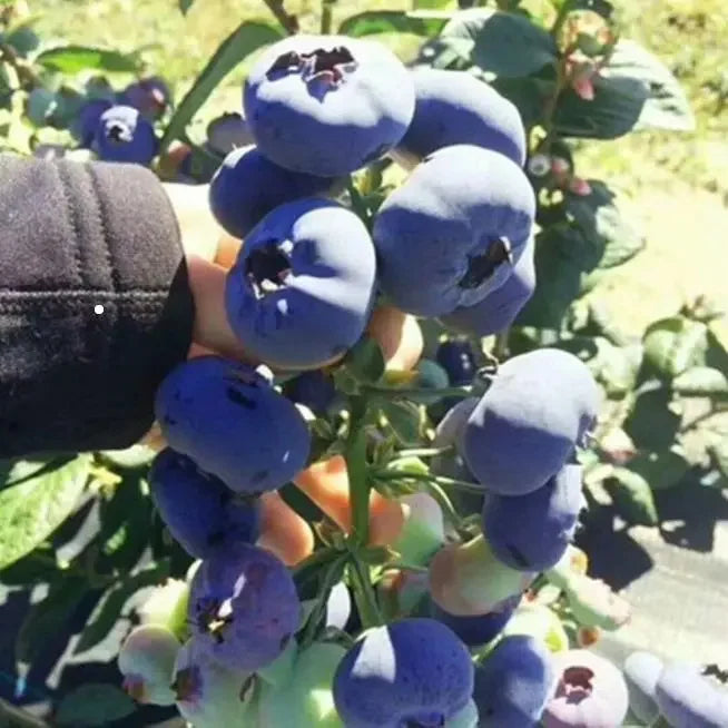 Giant Blueberry Fruit Seeds