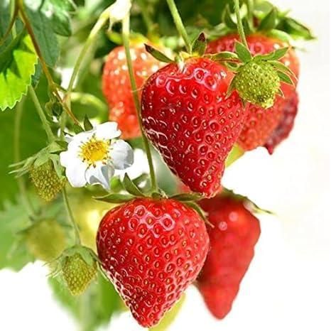 🍓Fresh Sweet Strawberry Seeds (Hybrid) (Seeds 20)🍓