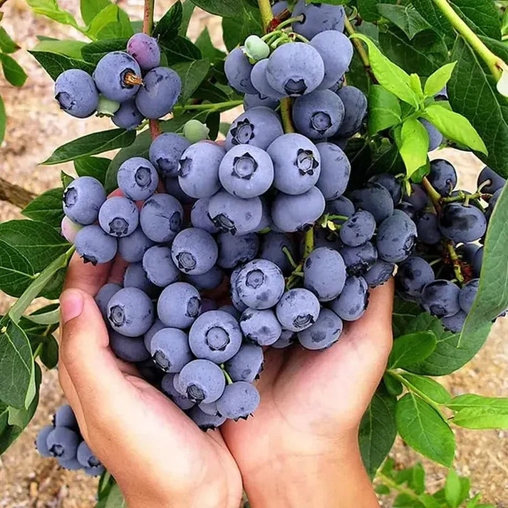 Giant Blueberry Fruit Seeds