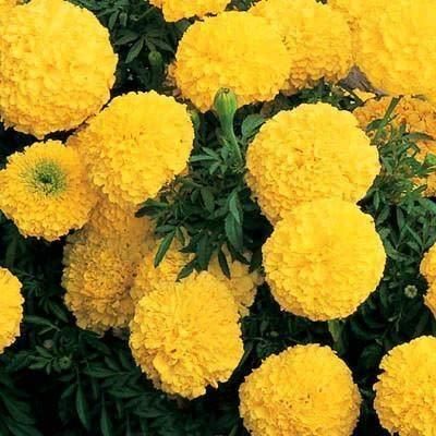 Yellow Marigold Seeds