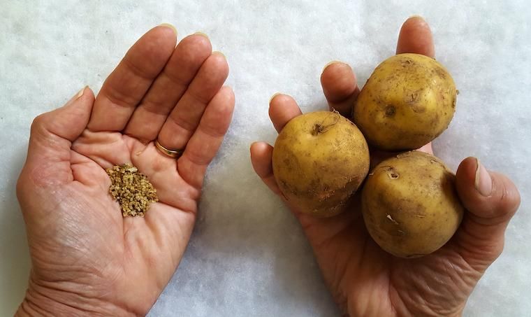 Organic potato seeds for forming Pack of 20🥔