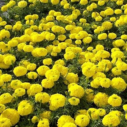 Yellow Marigold Seeds