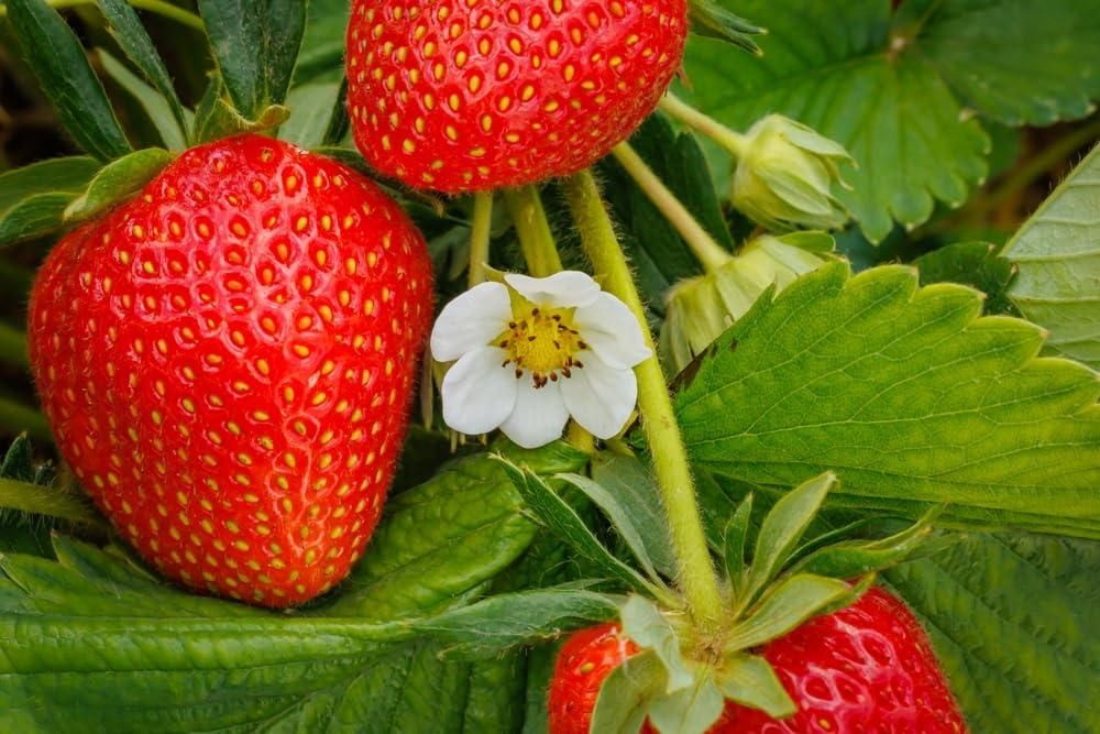 🍓Fresh Sweet Strawberry Seeds (Hybrid) (Seeds 20)🍓