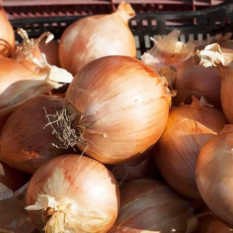 🌱 Onion Seeds - Pack of 20 🌱