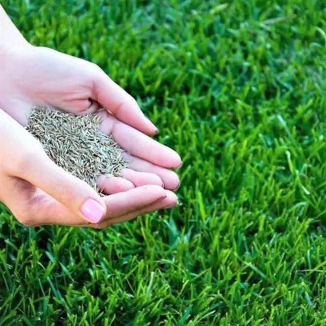 Grass Seeds Hybrid Best For Your Beautiful Home Gardening (Pack Of 100 seeds) 🌿