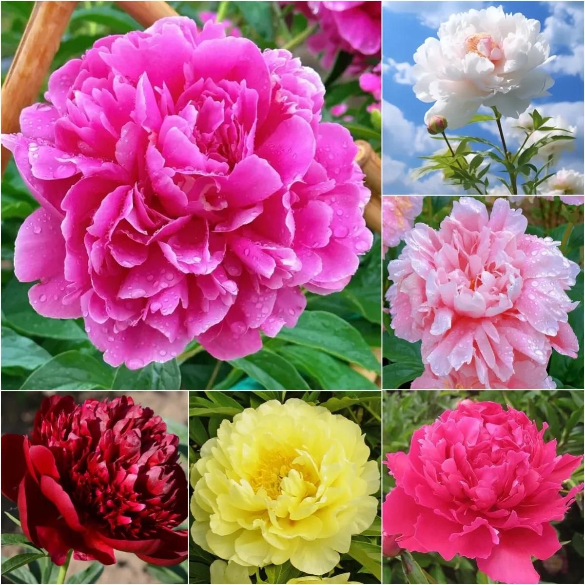 The Queen of Flowers! Peony Flower (Pack of 20)