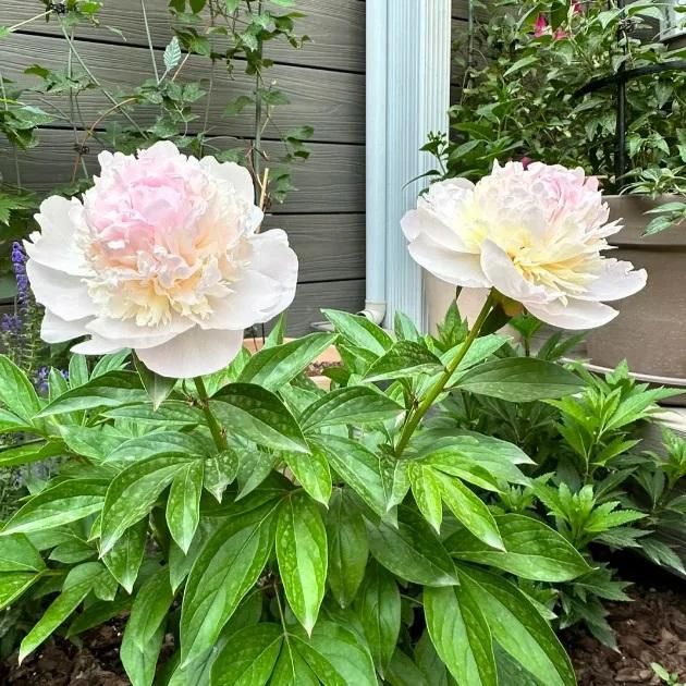 The Queen of Flowers! Peony Flower (Pack of 20)