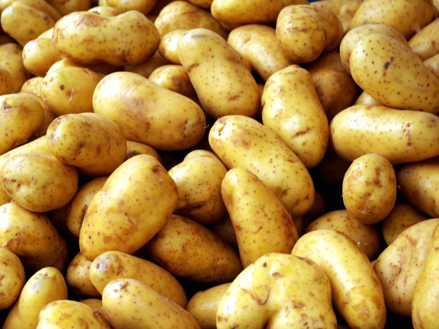 Organic potato seeds for forming Pack of 20🥔