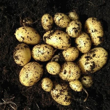 Organic potato seeds for forming Pack of 20🥔