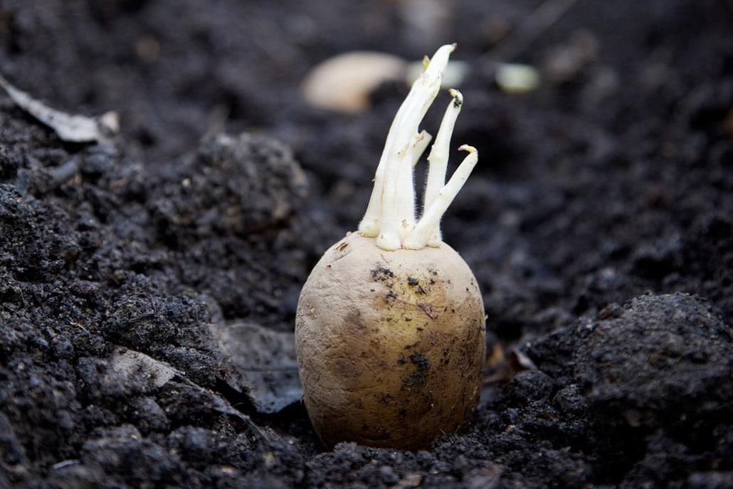 Organic potato seeds for forming Pack of 20🥔