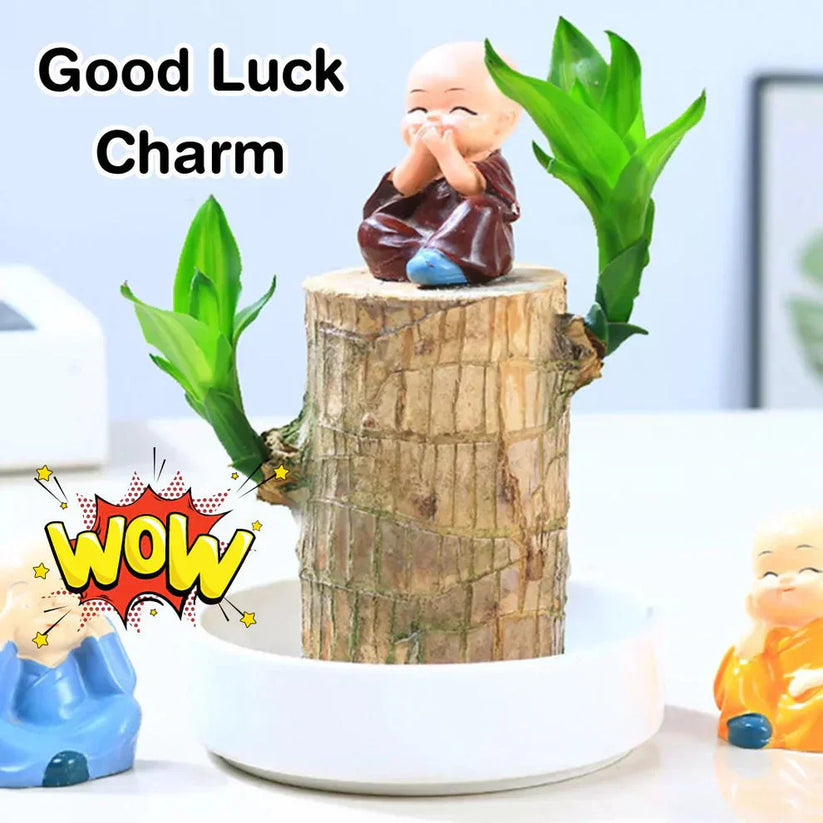 Magical ™ Brazilian Lucky Wood Plant – Bring Prosperity Luck & Power