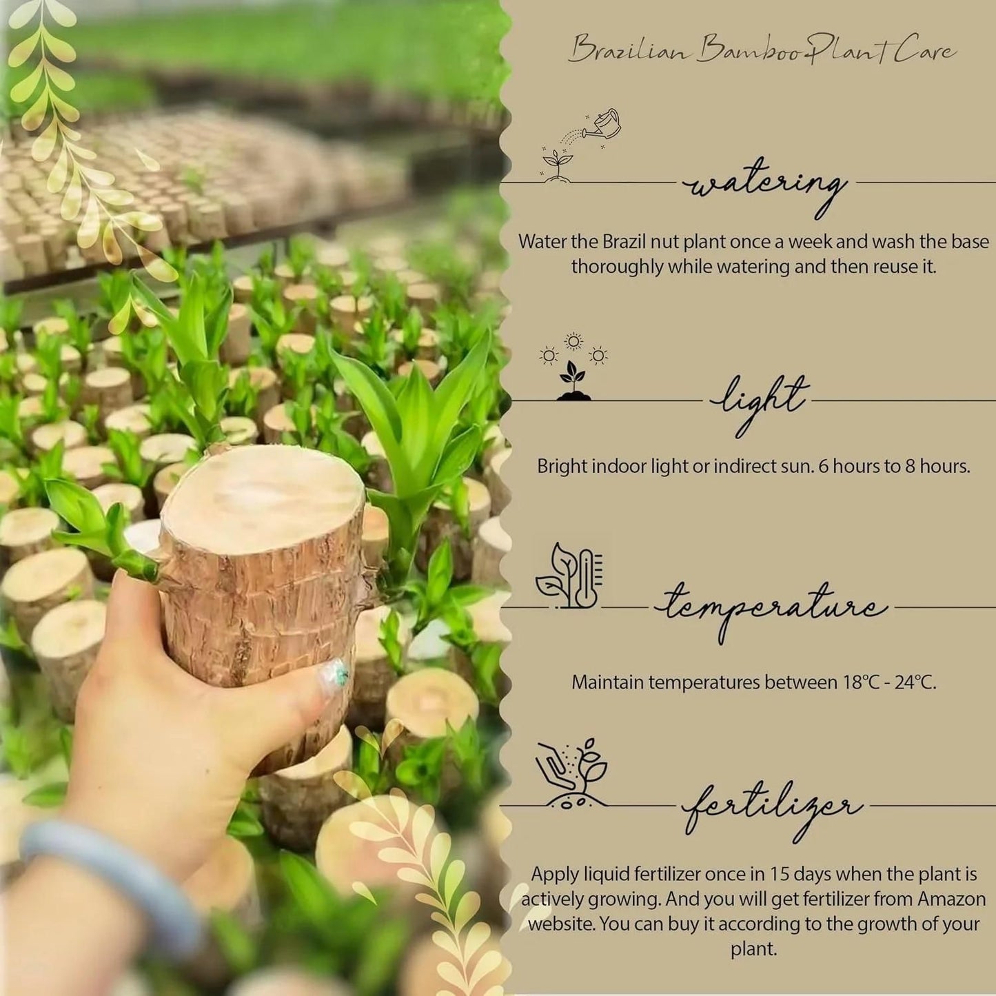 Magical ™ Brazilian Lucky Wood Plant – Bring Prosperity Luck & Power